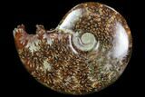 Polished, Agatized Ammonite (Cleoniceras) - Madagascar #97324-1